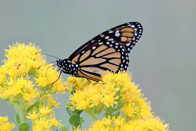 Monarchs & Milkweed