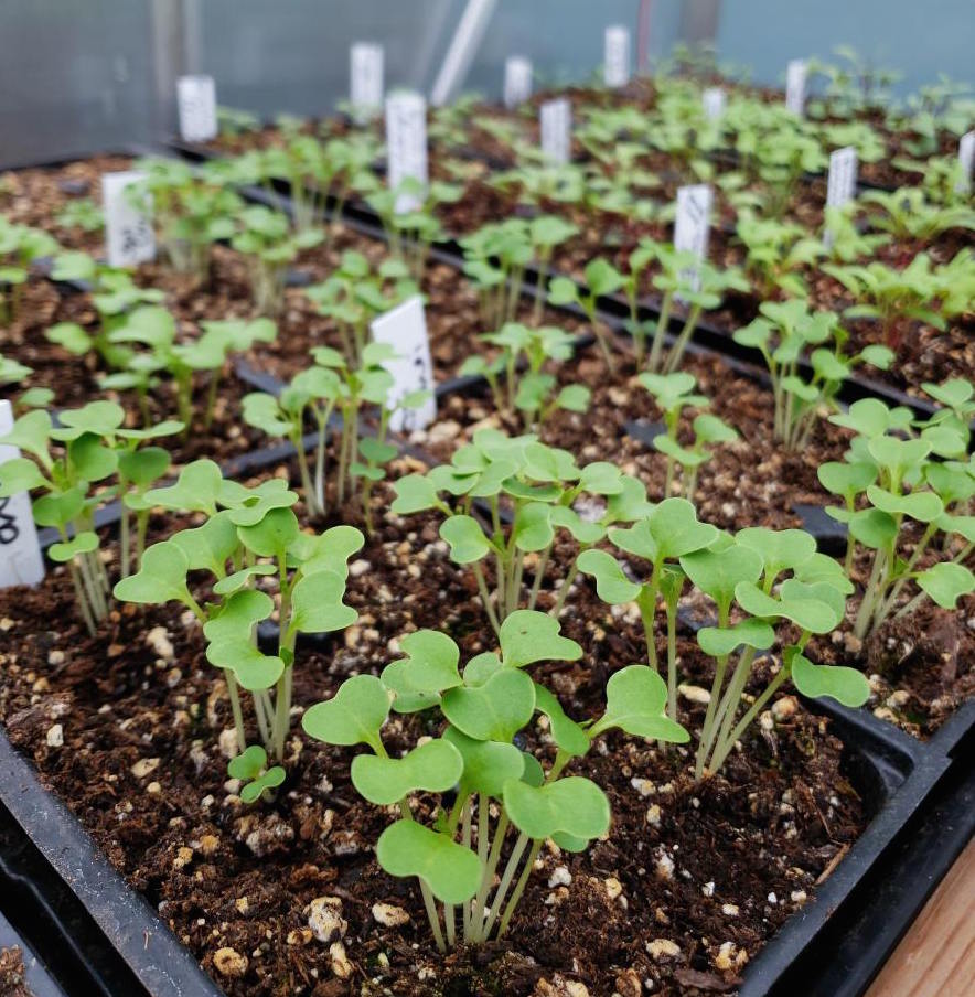 Seed Starting Class